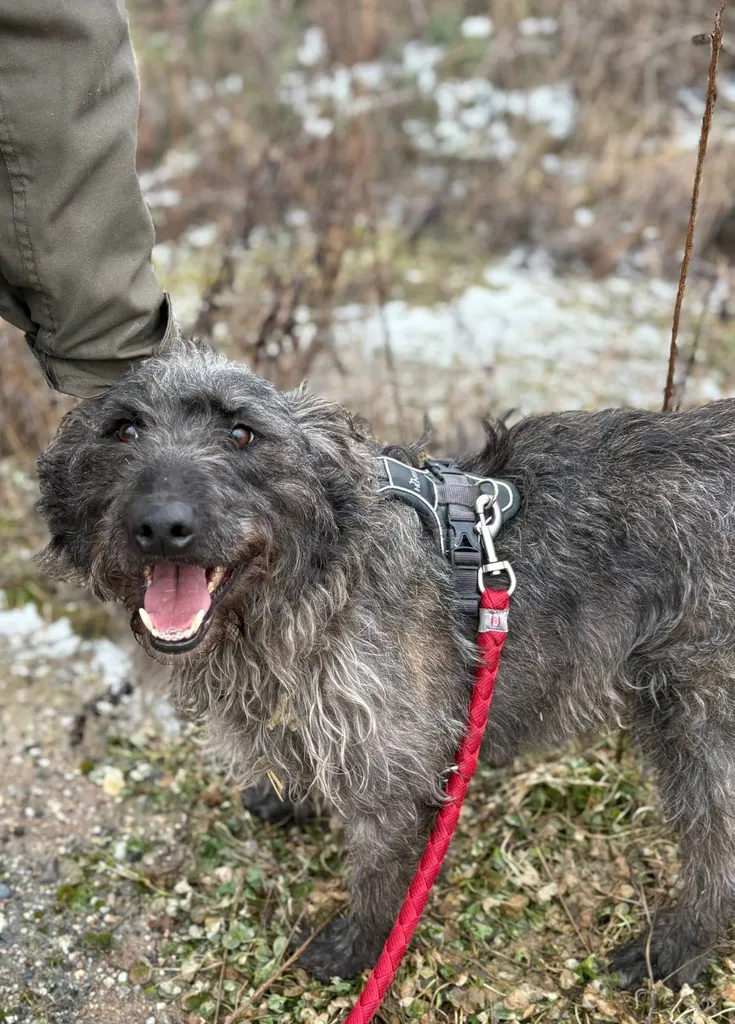 Hugo