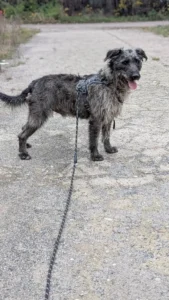 Hugo