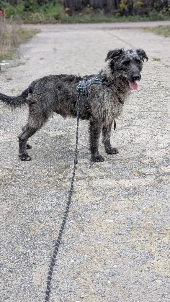 Hugo