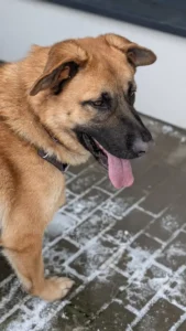 Axel