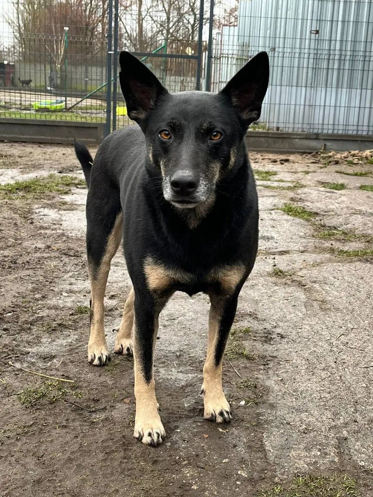 Dina