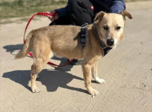 Zbyszek