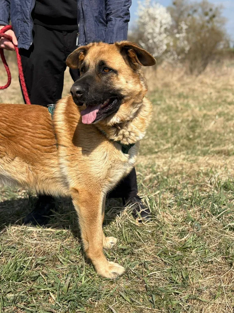 Axel