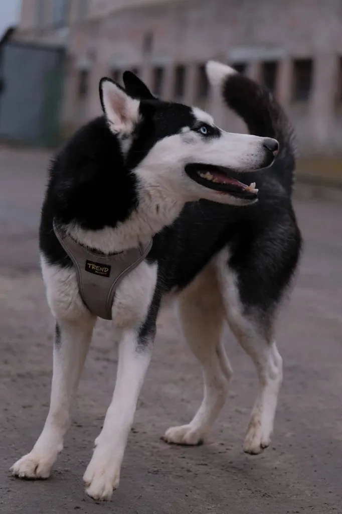 Loki